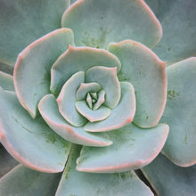 Load image into Gallery viewer, Echeveria Eastoft ' Aura Sings'