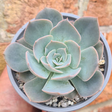 Load image into Gallery viewer, Echeveria Eastoft ' Aura Sings'