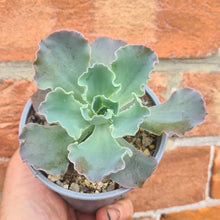Load image into Gallery viewer, Echeveria 'Blue Waves'