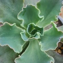 Load image into Gallery viewer, Echeveria 'Blue Waves'