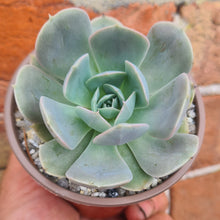 Load image into Gallery viewer, Echeveria 'Holygate'