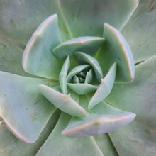 Load image into Gallery viewer, Echeveria 'Holygate'