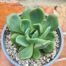 Load image into Gallery viewer, Echeveria 'Myso'