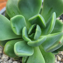 Load image into Gallery viewer, Echeveria 'Myso'