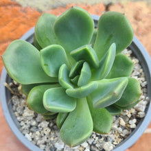 Load image into Gallery viewer, Echeveria 'Myso'