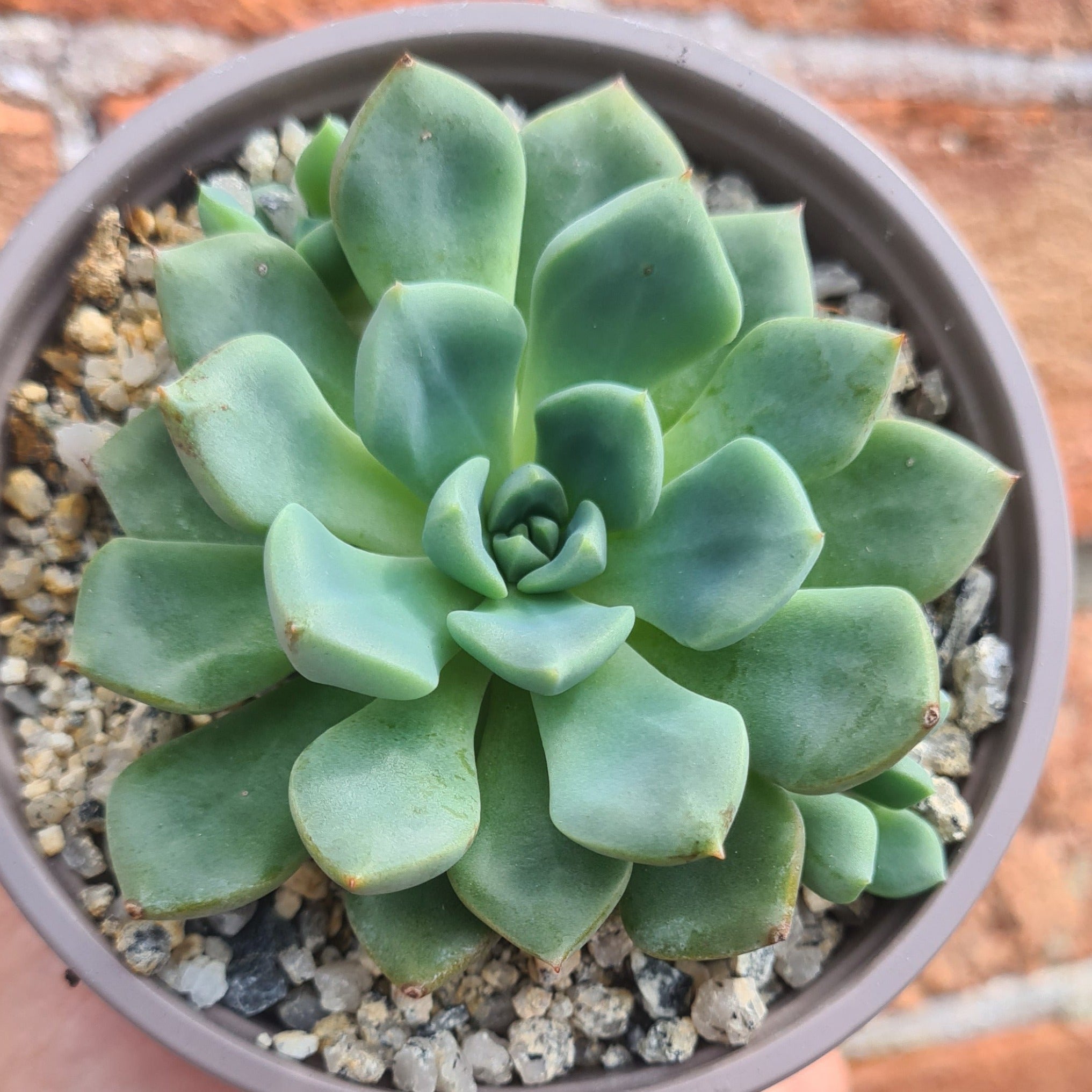 echeveria arrow succulent Echeveria setosa var. oteroi
