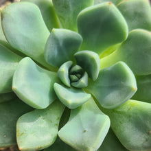 Load image into Gallery viewer, Echeveria setosa var. oteroi