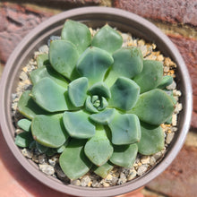 Load image into Gallery viewer, Echeveria setosa var. oteroi