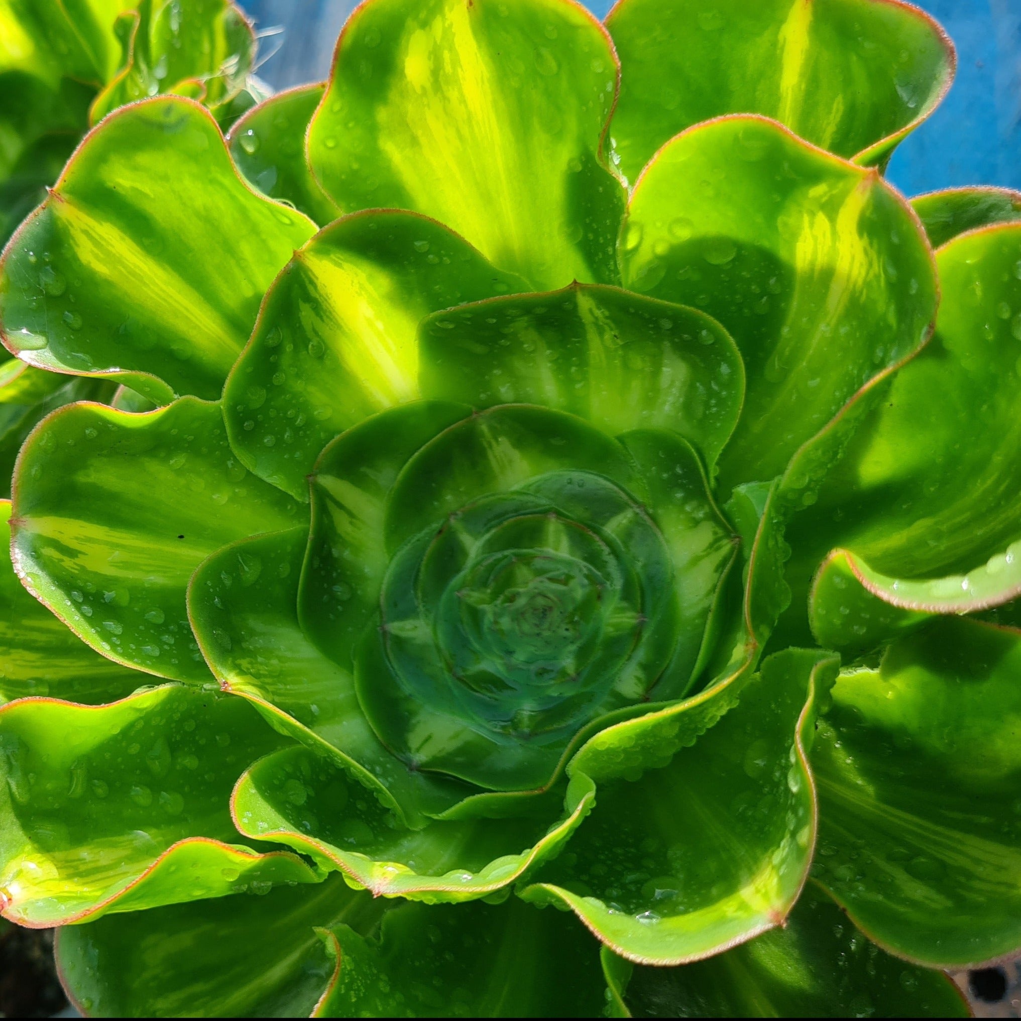Aeonium 'Princess Poseidon' – Coastal Succulents, Cacti & Alpines
