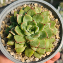 Load image into Gallery viewer, Echeveria mebina