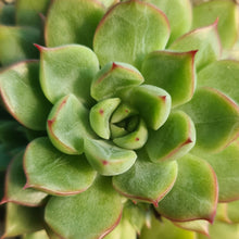 Load image into Gallery viewer, Echeveria mebina