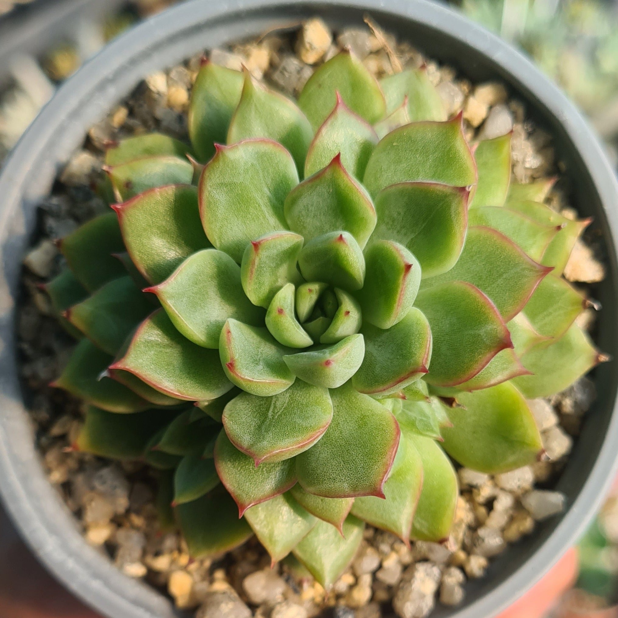 mebina succulent Echeveria mebina