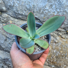 Load image into Gallery viewer, Echeveria subrigida