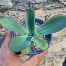 Load image into Gallery viewer, Echeveria subrigida