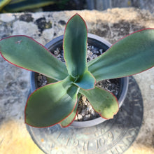 Load image into Gallery viewer, Echeveria subrigida