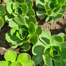 Load image into Gallery viewer, Aeonium x splendens