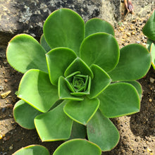 Load image into Gallery viewer, Aeonium x splendens