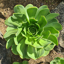 Load image into Gallery viewer, Aeonium x splendens