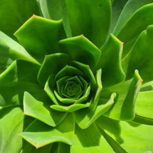 Load image into Gallery viewer, Aeonium x splendens