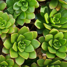 Load image into Gallery viewer, Aeonium x gulliveri
