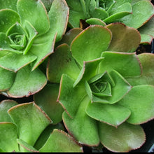 Load image into Gallery viewer, Aeonium x splendens