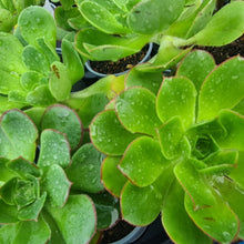 Load image into Gallery viewer, Aeonium gomerense
