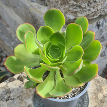 Load image into Gallery viewer, Aeonium x hawbicum