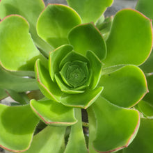 Load image into Gallery viewer, Aeonium x hawbicum