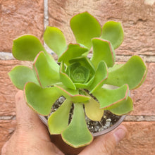 Load image into Gallery viewer, Aeonium x hawbicum