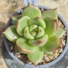 Load image into Gallery viewer, Echeveria 'Harlem'