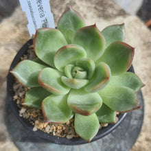 Load image into Gallery viewer, Echeveria 'Floridity'