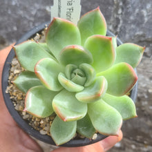 Load image into Gallery viewer, Echeveria 'Floridity'
