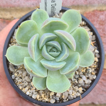 Load image into Gallery viewer, Echeveria 'Delilah'