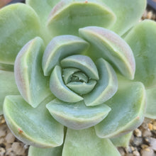 Load image into Gallery viewer, Echeveria 'Delilah'