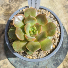 Load image into Gallery viewer, Echeveria 'Huth's Pinkle'