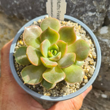 Load image into Gallery viewer, Echeveria 'Huth's Pinkle'