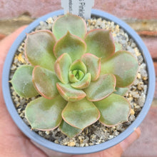 Load image into Gallery viewer, Echeveria 'Huth's Pinkle'