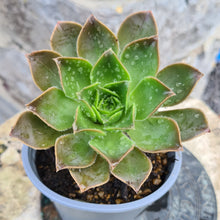 Load image into Gallery viewer, Aeonium x ombriosum