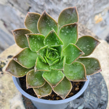 Load image into Gallery viewer, Aeonium x ombriosum