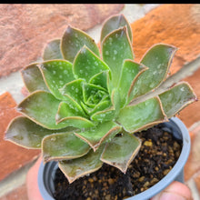 Load image into Gallery viewer, Aeonium x ombriosum