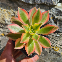 Load image into Gallery viewer, Aeonium 'Starlight'