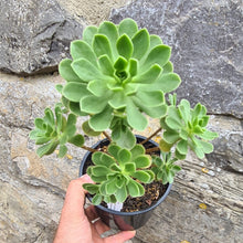 Load image into Gallery viewer, Aeonium x buchardii