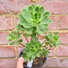 Load image into Gallery viewer, Aeonium x buchardii
