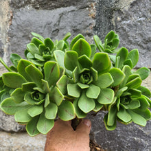 Load image into Gallery viewer, Aeonium x gulliveri