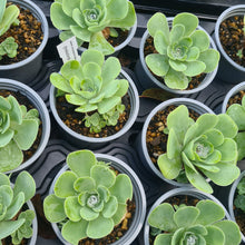 Load image into Gallery viewer, Greenovia millenium