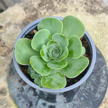 Load image into Gallery viewer, Greenovia millenium