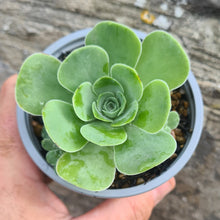 Load image into Gallery viewer, Greenovia millenium