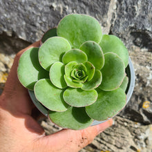 Load image into Gallery viewer, Aeonium diplocycla