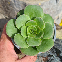 Load image into Gallery viewer, Aeonium diplocycla