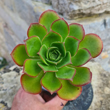 Load image into Gallery viewer, Aeonium gomerense